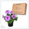 Live Verbena - Purple - Creeping/Trailing Perennial - Healthy Spring Plant - 10" Tall by 6" Wide in 2.5 Qt Pot - Image 5