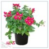 Live Verbena - Red - Creeping/Trailing Perennial - Healthy Spring Plant - 10" Tall by 6" Wide in 2.5 Qt Pot