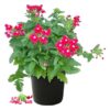 Live Verbena - Red - Creeping/Trailing Perennial - Healthy Spring Plant - 10" Tall by 6" Wide in 2.5 Qt Pot - Image 2