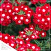 Live Verbena - Red - Creeping/Trailing Perennial - Healthy Spring Plant - 10" Tall by 6" Wide in 2.5 Qt Pot - Image 3