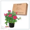 Live Verbena - Red - Creeping/Trailing Perennial - Healthy Spring Plant - 10" Tall by 6" Wide in 2.5 Qt Pot - Image 5