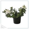 Live Verbena - White - Creeping/Trailing Perennial - Healthy Spring Plant - 10" Tall by 6" Wide in 2.5 Qt Pot