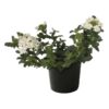 Live Verbena - White - Creeping/Trailing Perennial - Healthy Spring Plant - 10" Tall by 6" Wide in 2.5 Qt Pot - Image 2
