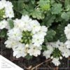 Live Verbena - White - Creeping/Trailing Perennial - Healthy Spring Plant - 10" Tall by 6" Wide in 2.5 Qt Pot - Image 3