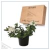 Live Verbena - White - Creeping/Trailing Perennial - Healthy Spring Plant - 10" Tall by 6" Wide in 2.5 Qt Pot - Image 5