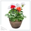 Live Zonal Geranium - Assorted Combo - Beautiful Spring Flowers - 15" Tall by 10" Wide in 1.15 Gallon Whiskey Barrel