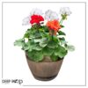 Live Zonal Geranium - Assorted Combo - Beautiful Spring Flowers - 15" Tall by 10" Wide in 1.15 Gallon Whiskey Barrel - Image 6