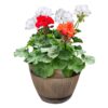 Live Zonal Geranium - Assorted Combo - Beautiful Spring Flowers - 15" Tall by 10" Wide in 1.15 Gallon Whiskey Barrel - Image 2
