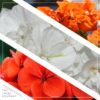 Live Zonal Geranium - Assorted Combo - Beautiful Spring Flowers - 15" Tall by 10" Wide in 1.15 Gallon Whiskey Barrel - Image 3