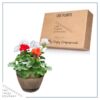 Live Zonal Geranium - Assorted Combo - Beautiful Spring Flowers - 15" Tall by 10" Wide in 1.15 Gallon Whiskey Barrel - Image 5