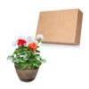 Live Zonal Geranium - Assorted Combo - Beautiful Spring Flowers - 15" Tall by 10" Wide in 1.15 Gallon Whiskey Barrel - Image 11