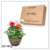 Live Zonal Geranium - Assorted Combo - Beautiful Spring Flowers - 15" Tall by 10" Wide in 1.15 Gallon Whiskey Barrel - Image 10