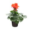 Live Zonal Geraniums - Orange (2 Plants Per Pack) - Beautiful Spring Flowers - 12" Tall by 5" Wide in 1 Qt Pot - Image 7