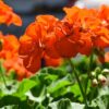 Live Zonal Geraniums - Orange (2 Plants Per Pack) - Beautiful Spring Flowers - 12" Tall by 5" Wide in 1 Qt Pot - Image 10
