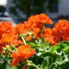 Live Zonal Geraniums - Orange (2 Plants Per Pack) - Beautiful Spring Flowers - 12" Tall by 5" Wide in 1 Qt Pot - Image 9