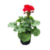 Live Zonal Geraniums - Red (2 Plants Per Pack) - Beautiful Spring Flowers - 12" Tall by 5" Wide in 1 Qt Pot - Image 7