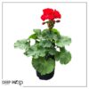 Live Zonal Geraniums - Red (2 Plants Per Pack) - Beautiful Spring Flowers - 12" Tall by 5" Wide in 1 Qt Pot - Image 11