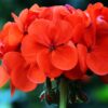 Live Zonal Geraniums - Red (2 Plants Per Pack) - Beautiful Spring Flowers - 12" Tall by 5" Wide in 1 Qt Pot - Image 8