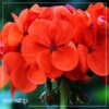 Live Zonal Geraniums - Red (2 Plants Per Pack) - Beautiful Spring Flowers - 12" Tall by 5" Wide in 1 Qt Pot - Image 14