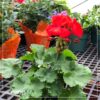 Live Zonal Geraniums - Red (2 Plants Per Pack) - Beautiful Spring Flowers - 12" Tall by 5" Wide in 1 Qt Pot - Image 16