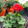 Live Zonal Geraniums - Red (2 Plants Per Pack) - Beautiful Spring Flowers - 12" Tall by 5" Wide in 1 Qt Pot - Image 15