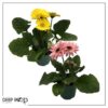 Live Gerbera Daisies - Assorted Colors (2 Plants Per Pack) - Beautiful Spring Flowers - 12" Tall by 5" Wide in 1 Qt Pot