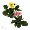 Live Gerbera Daisies - Assorted Colors (2 Plants Per Pack) - Beautiful Spring Flowers - 12" Tall by 5" Wide in 1 Qt Pot - Image 2