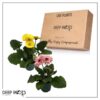 Live Gerbera Daisies - Assorted Colors (2 Plants Per Pack) - Beautiful Spring Flowers - 12" Tall by 5" Wide in 1 Qt Pot - Image 5