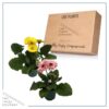 Live Gerbera Daisies - Assorted Colors (2 Plants Per Pack) - Beautiful Spring Flowers - 12" Tall by 5" Wide in 1 Qt Pot - Image 15