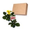 Live Gerbera Daisies - Assorted Colors (2 Plants Per Pack) - Beautiful Spring Flowers - 12" Tall by 5" Wide in 1 Qt Pot - Image 4