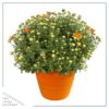 Live Hardy Chrysanthemum in Color Match Deco Cover  - Orange - Colorful Fall Mums - 15" Tall by 12" Wide in 1.15 Gal Deco Pot - Image 2