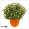 Live Hardy Chrysanthemum in Color Match Deco Cover  - Orange - Colorful Fall Mums - 15" Tall by 12" Wide in 1.15 Gal Deco Pot - Image 6
