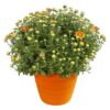 Live Hardy Chrysanthemum in Color Match Deco Cover  - Orange - Colorful Fall Mums - 15" Tall by 12" Wide in 1.15 Gal Deco Pot