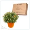 Live Hardy Chrysanthemum in Color Match Deco Cover  - Orange - Colorful Fall Mums - 15" Tall by 12" Wide in 1.15 Gal Deco Pot - Image 5