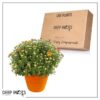 Live Hardy Chrysanthemum in Color Match Deco Cover  - Orange - Colorful Fall Mums - 15" Tall by 12" Wide in 1.15 Gal Deco Pot - Image 9