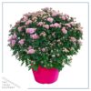 Live Hardy Chrysanthemum in Color Match Deco Cover  - Pink - Colorful Fall Mums - 15" Tall by 12" Wide in 1.15 Gal Deco Pot - Image 2