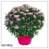 Live Hardy Chrysanthemum in Color Match Deco Cover  - Pink - Colorful Fall Mums - 15" Tall by 12" Wide in 1.15 Gal Deco Pot - Image 8