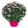 Live Hardy Chrysanthemum in Color Match Deco Cover  - Pink - Colorful Fall Mums - 15" Tall by 12" Wide in 1.15 Gal Deco Pot