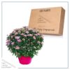 Live Hardy Chrysanthemum in Color Match Deco Cover  - Pink - Colorful Fall Mums - 15" Tall by 12" Wide in 1.15 Gal Deco Pot - Image 5