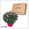 Live Hardy Chrysanthemum in Color Match Deco Cover  - Pink - Colorful Fall Mums - 15" Tall by 12" Wide in 1.15 Gal Deco Pot - Image 11