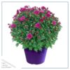 Live Hardy Chrysanthemum in Color Match Deco Cover  - Purple - Colorful Fall Mums - 15" Tall by 12" Wide in 1.15 Gal Deco Pot - Image 2