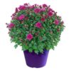 Live Hardy Chrysanthemum in Color Match Deco Cover  - Purple - Colorful Fall Mums - 15" Tall by 12" Wide in 1.15 Gal Deco Pot