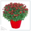 Live Hardy Chrysanthemum in Color Match Deco Cover  - Red - Colorful Fall Mums - 15" Tall by 12" Wide in 1.15 Gal Deco Pot - Image 2