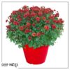 Live Hardy Chrysanthemum in Color Match Deco Cover  - Red - Colorful Fall Mums - 15" Tall by 12" Wide in 1.15 Gal Deco Pot - Image 7