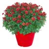 Live Hardy Chrysanthemum in Color Match Deco Cover  - Red - Colorful Fall Mums - 15" Tall by 12" Wide in 1.15 Gal Deco Pot