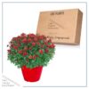 Live Hardy Chrysanthemum in Color Match Deco Cover  - Red - Colorful Fall Mums - 15" Tall by 12" Wide in 1.15 Gal Deco Pot - Image 5