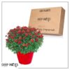 Live Hardy Chrysanthemum in Color Match Deco Cover  - Red - Colorful Fall Mums - 15" Tall by 12" Wide in 1.15 Gal Deco Pot - Image 10