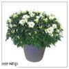 Live Hardy Chrysanthemum in Color Match Deco Cover  - White - Colorful Fall Mums - 15" Tall by 12" Wide in 1.15 Gal Deco Pot - Image 3