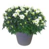 Live Hardy Chrysanthemum in Color Match Deco Cover  - White - Colorful Fall Mums - 15" Tall by 12" Wide in 1.15 Gal Deco Pot - Image 4
