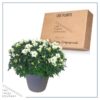 Live Hardy Chrysanthemum in Color Match Deco Cover  - White - Colorful Fall Mums - 15" Tall by 12" Wide in 1.15 Gal Deco Pot - Image 2